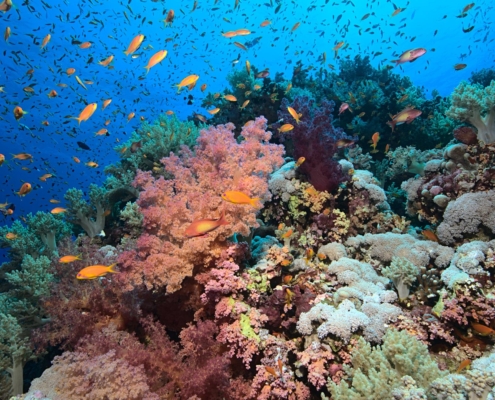 rotes_meer_aegypten_tauchsafari_tauchreisen_tauchen_12