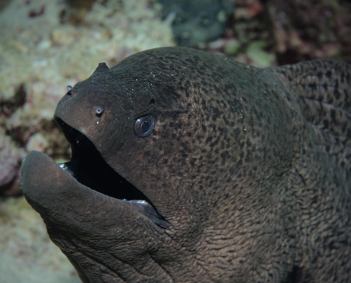 rotes_meer_aegypten_tauchsafari_tauchreisen_tauchen_19
