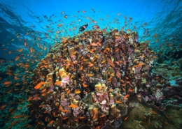 rotes_meer_aegypten_tauchsafari_tauchreisen_tauchen_2