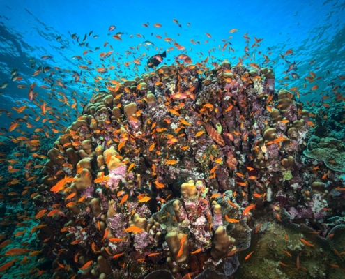 rotes_meer_aegypten_tauchsafari_tauchreisen_tauchen_2