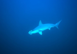 rotes_meer_aegypten_tauchsafari_tauchreisen_tauchen_6
