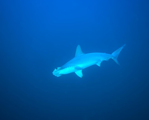 rotes_meer_aegypten_tauchsafari_tauchreisen_tauchen_6