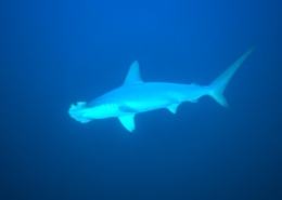 rotes_meer_aegypten_tauchsafari_tauchreisen_tauchen_7