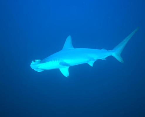 rotes_meer_aegypten_tauchsafari_tauchreisen_tauchen_7