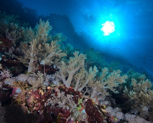 rotes_meer_aegypten_tauchsafari_tauchreisen_tauchen_8