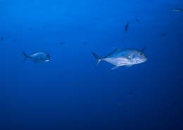 aegypten_rotes_meer_tauchsafari_brothers_daedalus_elphinstone_tauchen_1