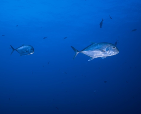 aegypten_rotes_meer_tauchsafari_brothers_daedalus_elphinstone_tauchen_1