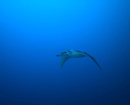 aegypten_rotes_meer_tauchsafari_brothers_daedalus_elphinstone_tauchen_10