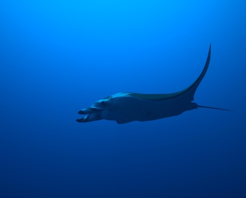 aegypten_rotes_meer_tauchsafari_brothers_daedalus_elphinstone_tauchen_12