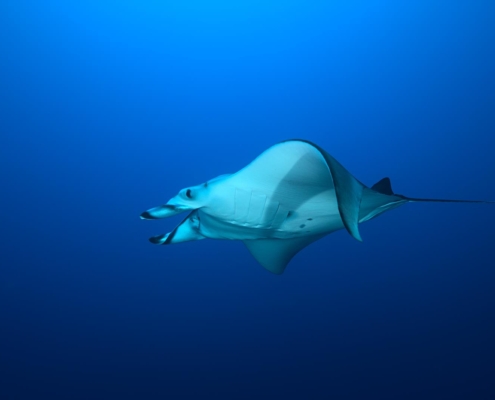 aegypten_rotes_meer_tauchsafari_brothers_daedalus_elphinstone_tauchen_13