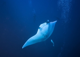 aegypten_rotes_meer_tauchsafari_brothers_daedalus_elphinstone_tauchen_14