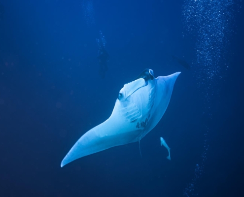 aegypten_rotes_meer_tauchsafari_brothers_daedalus_elphinstone_tauchen_14
