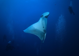 aegypten_rotes_meer_tauchsafari_brothers_daedalus_elphinstone_tauchen_15