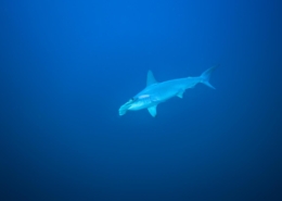 aegypten_rotes_meer_tauchsafari_brothers_daedalus_elphinstone_tauchen_17