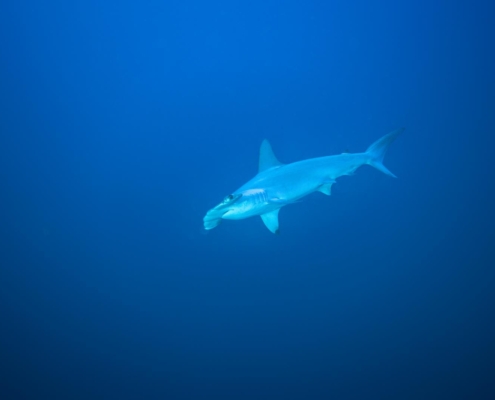 aegypten_rotes_meer_tauchsafari_brothers_daedalus_elphinstone_tauchen_17