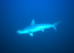 aegypten_rotes_meer_tauchsafari_brothers_daedalus_elphinstone_tauchen_18