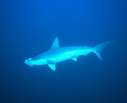 aegypten_rotes_meer_tauchsafari_brothers_daedalus_elphinstone_tauchen_18