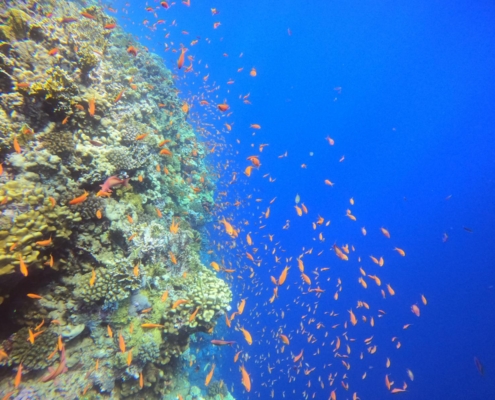 aegypten_rotes_meer_tauchsafari_brothers_daedalus_elphinstone_tauchen_23