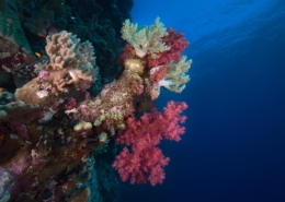 aegypten_rotes_meer_tauchsafari_brothers_daedalus_elphinstone_tauchen_3