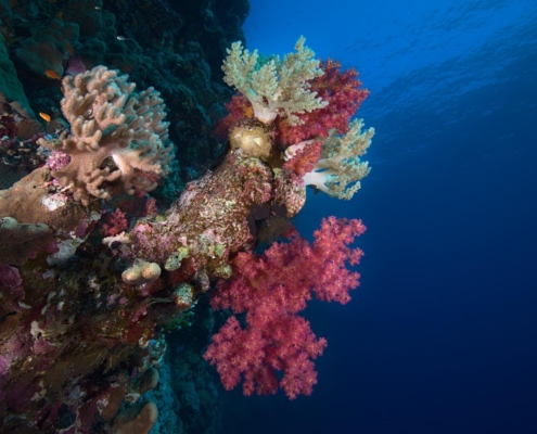 aegypten_rotes_meer_tauchsafari_brothers_daedalus_elphinstone_tauchen_3