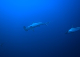 aegypten_rotes_meer_tauchsafari_brothers_daedalus_elphinstone_tauchen_6