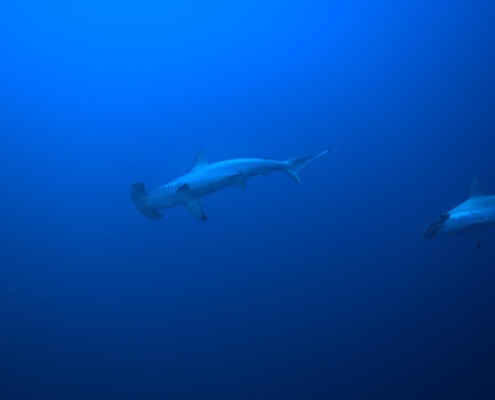 aegypten_rotes_meer_tauchsafari_brothers_daedalus_elphinstone_tauchen_6