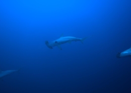 aegypten_rotes_meer_tauchsafari_brothers_daedalus_elphinstone_tauchen_7