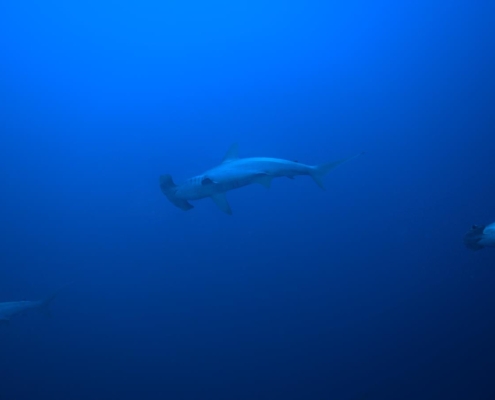 aegypten_rotes_meer_tauchsafari_brothers_daedalus_elphinstone_tauchen_7