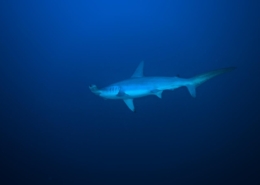 aegypten_rotes_meer_tauchsafari_brothers_daedalus_elphinstone_tauchen_8