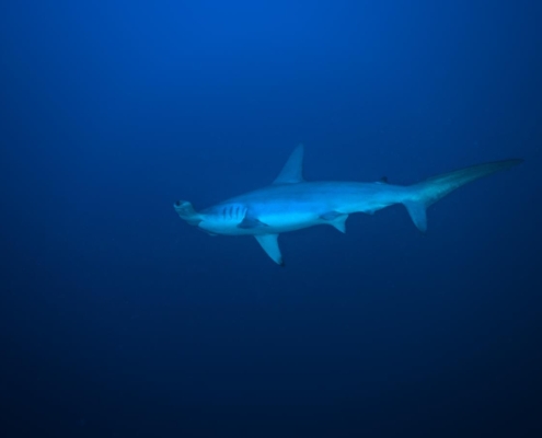 aegypten_rotes_meer_tauchsafari_brothers_daedalus_elphinstone_tauchen_8