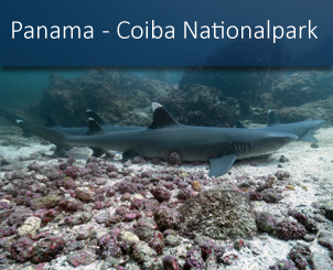 banner_panama_coiba_hai_startseite