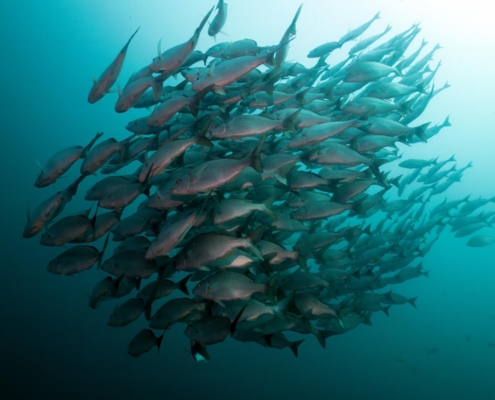 nautilus_panama_tauchreise_santa_catalina_coiba_10