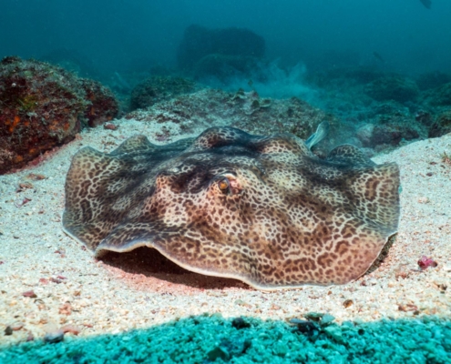 nautilus_panama_tauchreise_santa_catalina_coiba_12