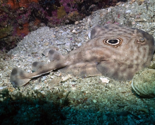 nautilus_panama_tauchreise_santa_catalina_coiba_13