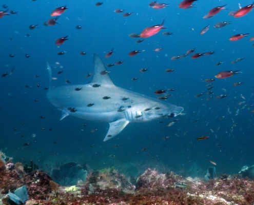nautilus_panama_tauchreise_santa_catalina_coiba_14