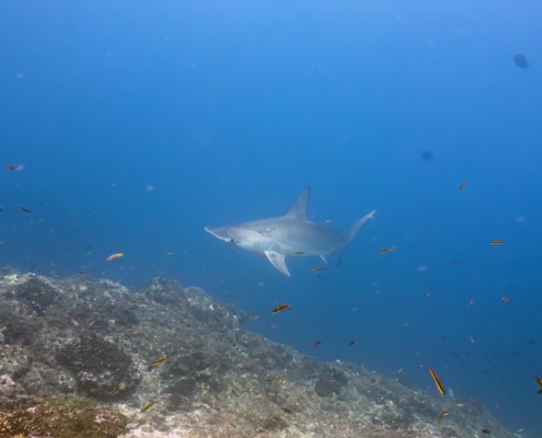 nautilus_panama_tauchreise_santa_catalina_coiba_15