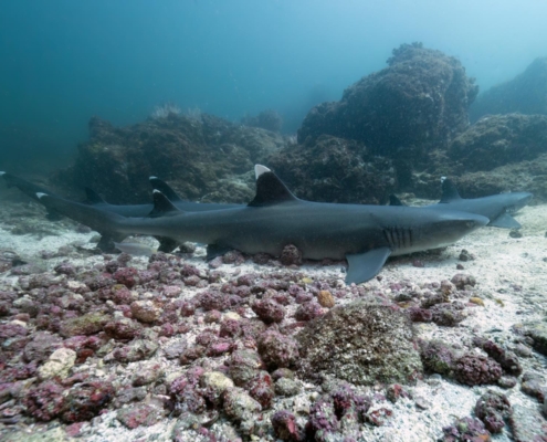 nautilus_panama_tauchreise_santa_catalina_coiba_16