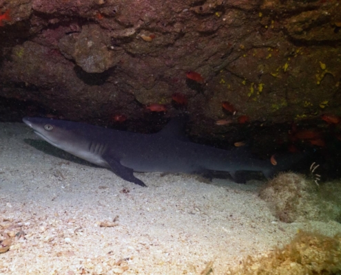nautilus_panama_tauchreise_santa_catalina_coiba_17