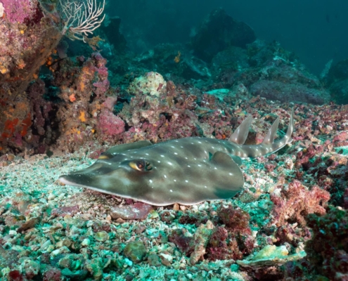 nautilus_panama_tauchreise_santa_catalina_coiba_4