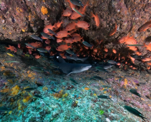 nautilus_panama_tauchreise_santa_catalina_coiba_5