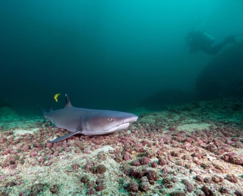 nautilus_panama_tauchreise_santa_catalina_coiba_6