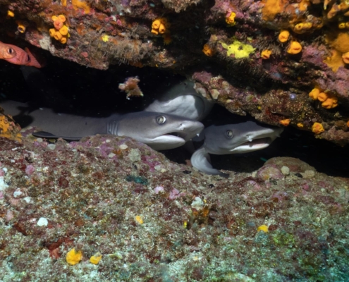 nautilus_panama_tauchreise_santa_catalina_coiba_8