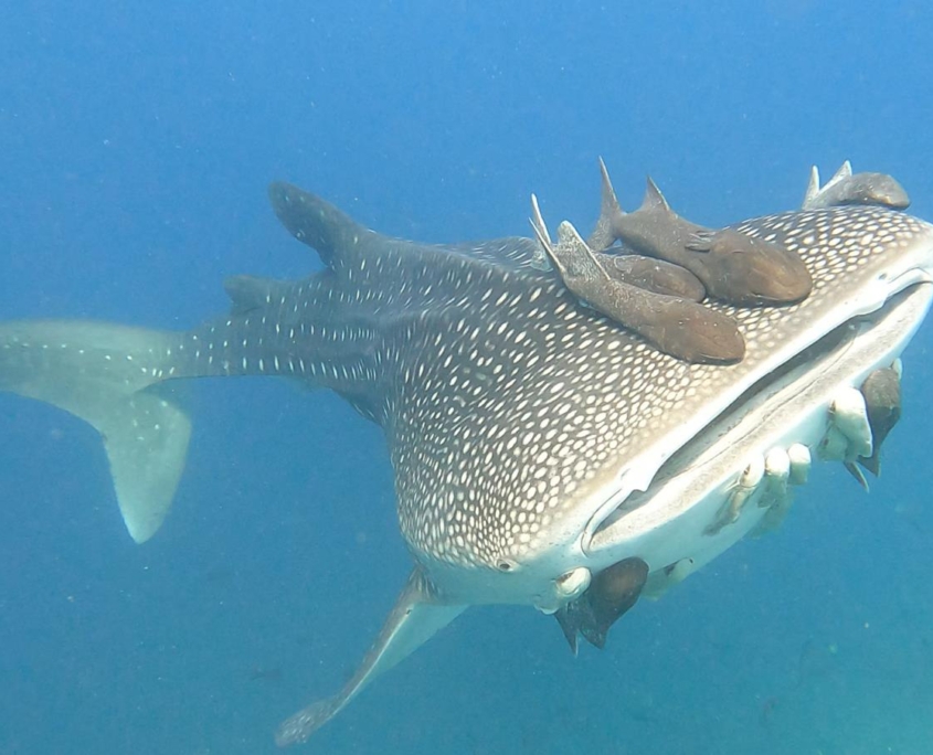 nautilus_panama_tauchreise_santa_catalina_coiba_walhai