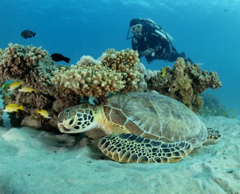 marsa_alam_suedaegypten_tauchen_tauchreisen_11