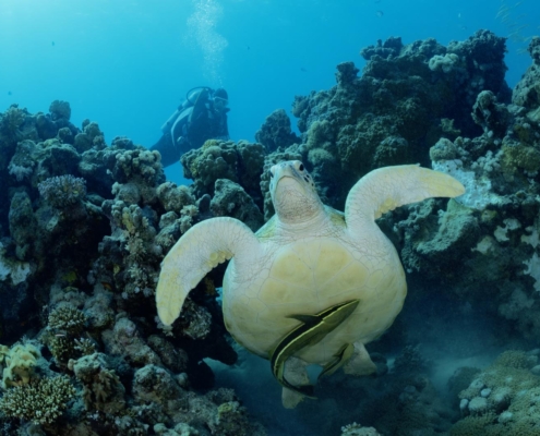 marsa_alam_suedaegypten_tauchen_tauchreisen_12