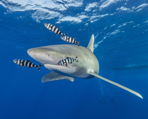 marsa_alam_suedaegypten_tauchen_tauchreisen_3