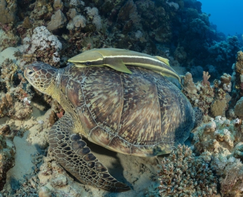 marsa_alam_suedaegypten_tauchen_tauchreisen_6