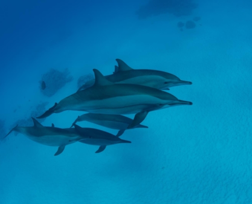 Spinner Delfin, Spinner Dasuedaegypten_el_qusier_tauchen_tauchreisen_10olphin, Stenella longirostris, Egypt, Red Sea