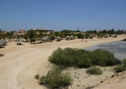 aegypten_el_qusier_mangrove_bay_tauchen_30