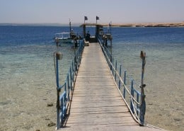 aegypten_el_qusier_mangrove_bay_tauchen_43